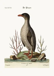 Der Pinguin, 1749-73